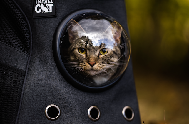 Travel Cat