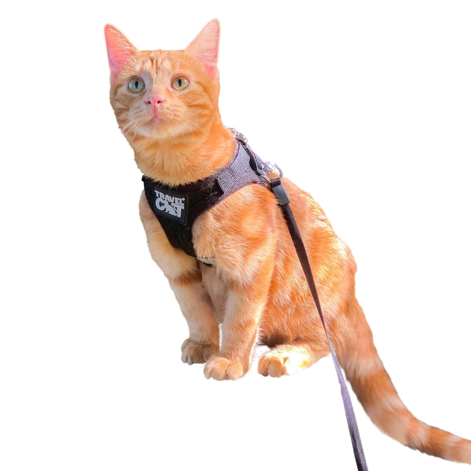 Reflective cat harness outlet